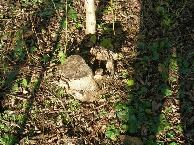 arčilend